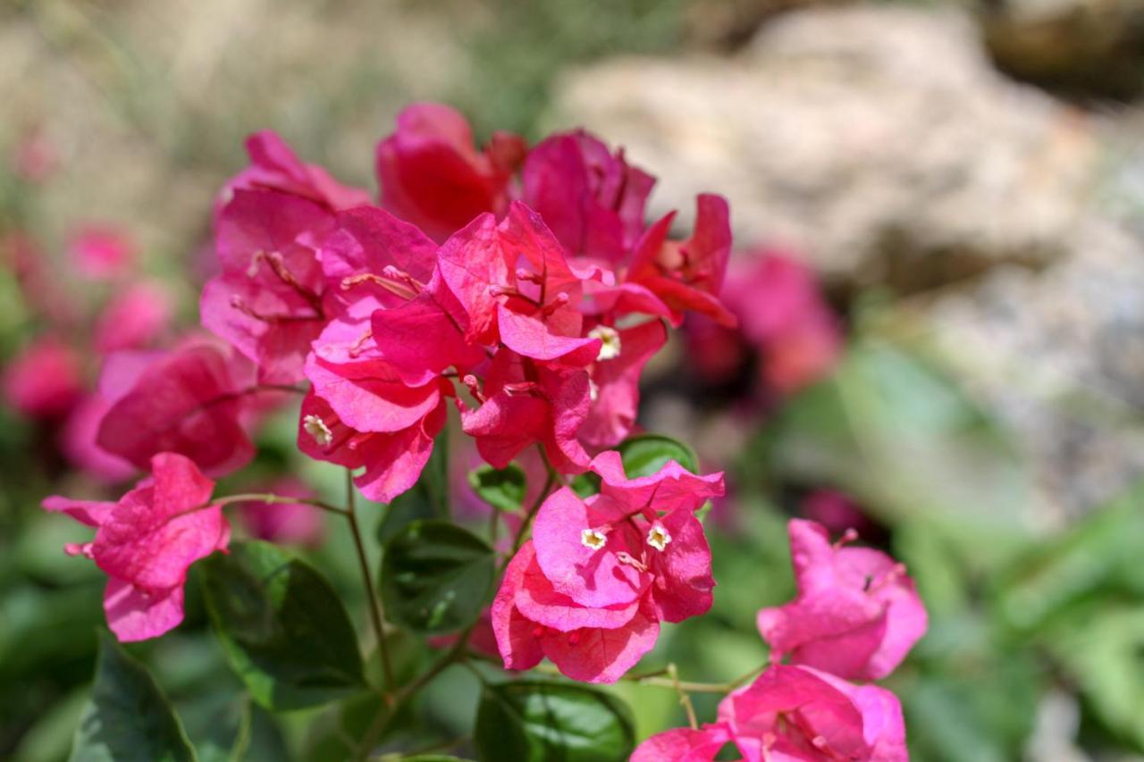 El Limon Samana Ecolodge מראה חיצוני תמונה