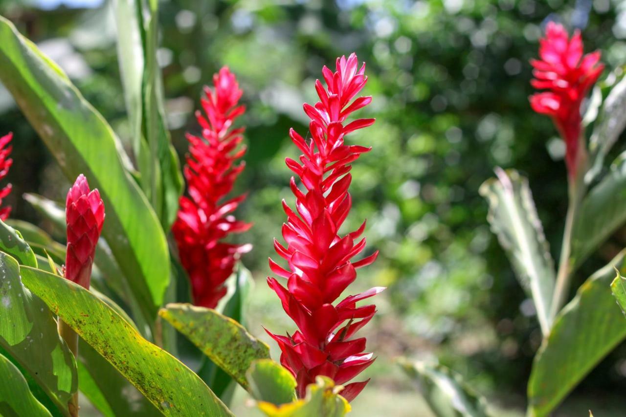 El Limon Samana Ecolodge מראה חיצוני תמונה
