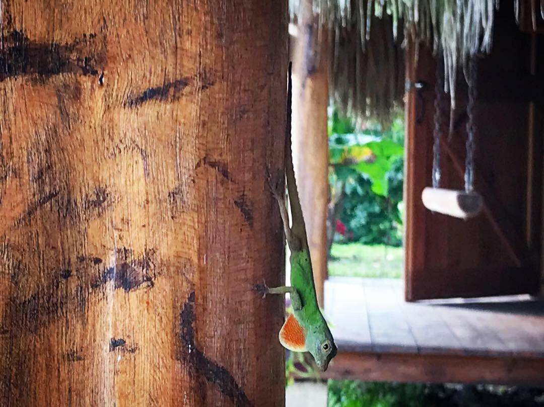 El Limon Samana Ecolodge מראה חיצוני תמונה